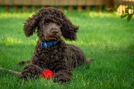 3 brown curly haired dog breeds ranked