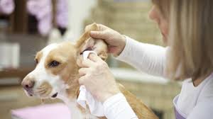preventing ear infections in dogs