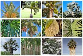 30 Diffe Types Of Palm Trees