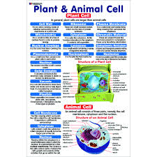 Chart No 87 Plant And Animal Cell