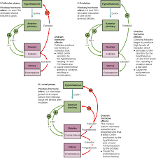 24 4 Hormonal Control Of Human Reproduction Concepts Of