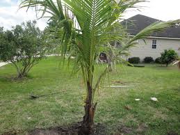 coconut palm tree jacksonville fl