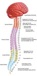Missing the complex ties of commands and queries. Spinal Cord Injury Medical Education Medical Anatomy Medical Knowledge