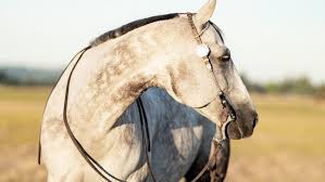 redmond equine resource articles