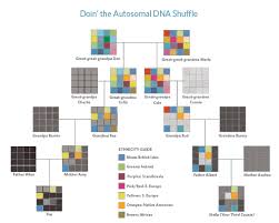 Understanding Your Autosomal Dna Ethnicity Results