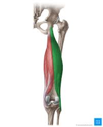 The lateral head originates from the lateral femoral condyle, and medial head from the medial femoral condyle. Biceps Femoris Origin Insertion Innervation Function Kenhub