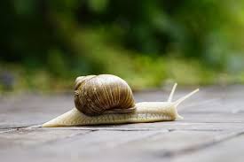 snails in france escargots world in