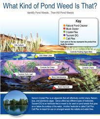 Pond Weed Algae Type Identification For Aquatic Vegetation