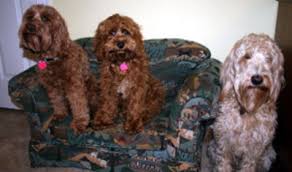 From our family to yours, located in gilbert, az, we breed remarkable goldendoodles and mini goldendoodle puppies as well as bernedoodles. Breeders Arizona
