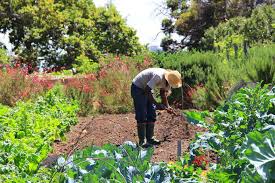Growing An Organic Vegetable Garden