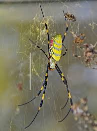 big yellow spiders in south carolina