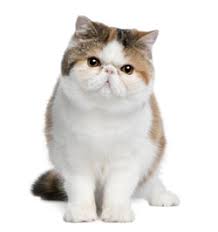 Submit your vehicle information now. Breeders Online Pedigree Breed Info Exotic Shorthair