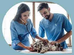 Heartland veterinary services, llc is seeking a veterinary assistant for a newly established and thriving practice in oxford, in. Veterinary Assistant Job Description Top Nursing School