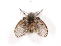 Drain Fly Facts What Causes Them How