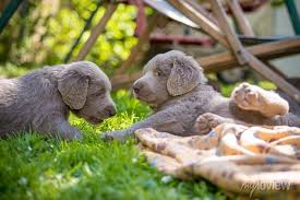 long haired weimaraner puppies play
