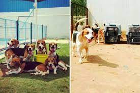 Click below to fill up the form. Dog Adoption Bangalore Lbb Bangalore