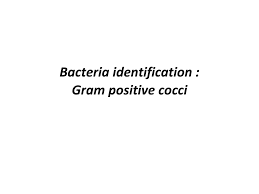 Bacteria Identification Gram Positive Cocci Ppt Download