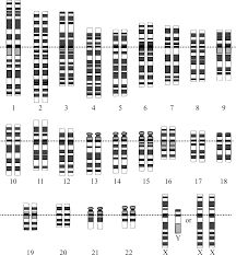 Human Genome Wikipedia