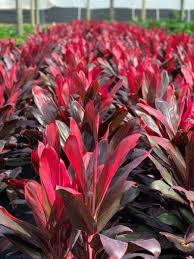 Aug 04, 2021 · two popular varieties of cornus florida are 'cherokee chief' and 'rubra'. Cordyline Florida Red Blooming Plants