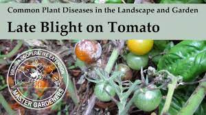 late blight on tomato common plant
