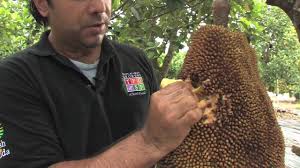 jackfruit tropical fruit miami
