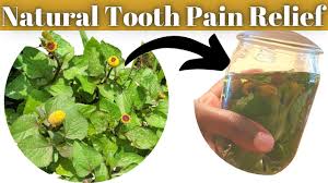 herbal mouth pain cure find out how