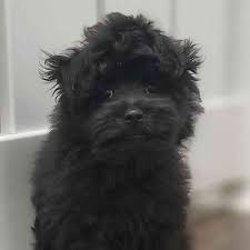 floyd male pomeranian poodle puppy for
