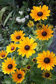 Choosing deer resistant flowers for shade. Deer Resistant Annuals Colorful Choices For Sun And Shade Deer Resistant Annuals Deer Resistant Perennials Deer Resistant Flowers
