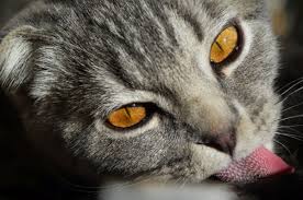 why do cats lick plastic canidae