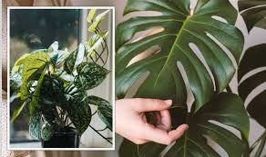 How To Keep Your Houseplants Looking