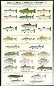 Great Lakes Gamefish Fish Chart Walleye Fishing Bass