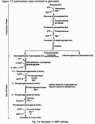 Biochemical Pathway Of Cell Respiration Flow Chart Fresh