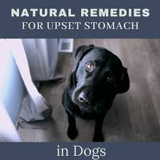 natural remes for your dog s upset