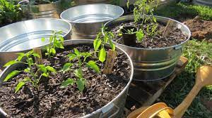 large vegetable plants in containers