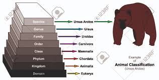 Example Of Animal Classification Pyramid Infographic Diagram