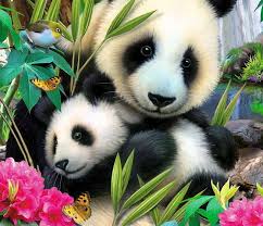 panda bears cute panda bear