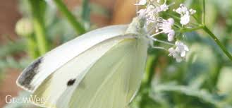 cabbage white erflies how to