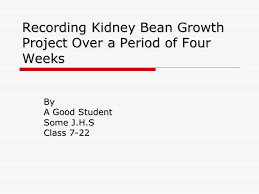 Recording Kidney Bean Growth Project Over A Period Of Four