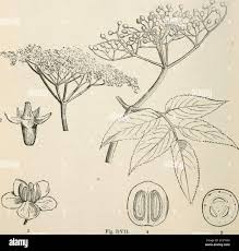 The vegetable kingdom : or, The structure, classification, and uses of  plants, illustrated upon the natural system. lia, A. Rich.Jackia, Wall.  Zuccarinia, Spr.Ilimatanthus, Willd.Aidia, Lour.Sickingia,  Willd.Stipularia, Palis.Benzonia, Schum ...