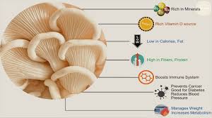 top oyster mushroom health benefits