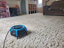 healthy carpet cleaning services