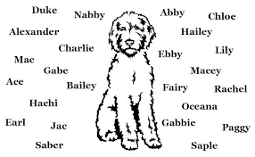 Australian Labradoodle Dog Breed Information And History