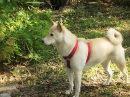 What Colors Are Shiba Inu Dogs