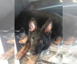 These pups are really cute and ready for new. View Ad German Shepherd Dog Litter Of Puppies For Sale Near Kansas Wichita Usa Adn 124758