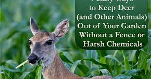 Keep Deer