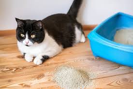 how to clean up cat vomit from hardwood