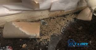 prevent carpet mold after water damage