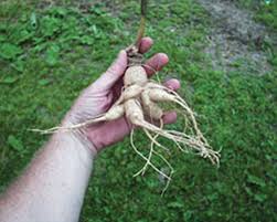 Image result for american ginseng berries