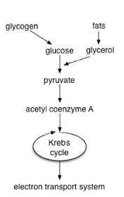 File Cellular Respiration Flowchart Png Wikimedia Commons