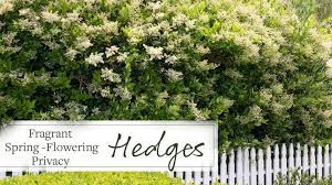 Fragrant Spring Flowering Privacy Hedges